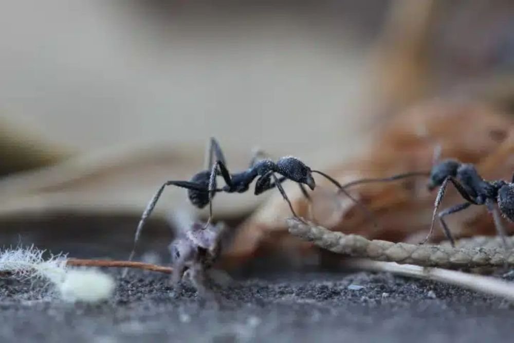 Two ants moving along the ground next to a leaf, representing the small yet significant life forms in our ecosystem.