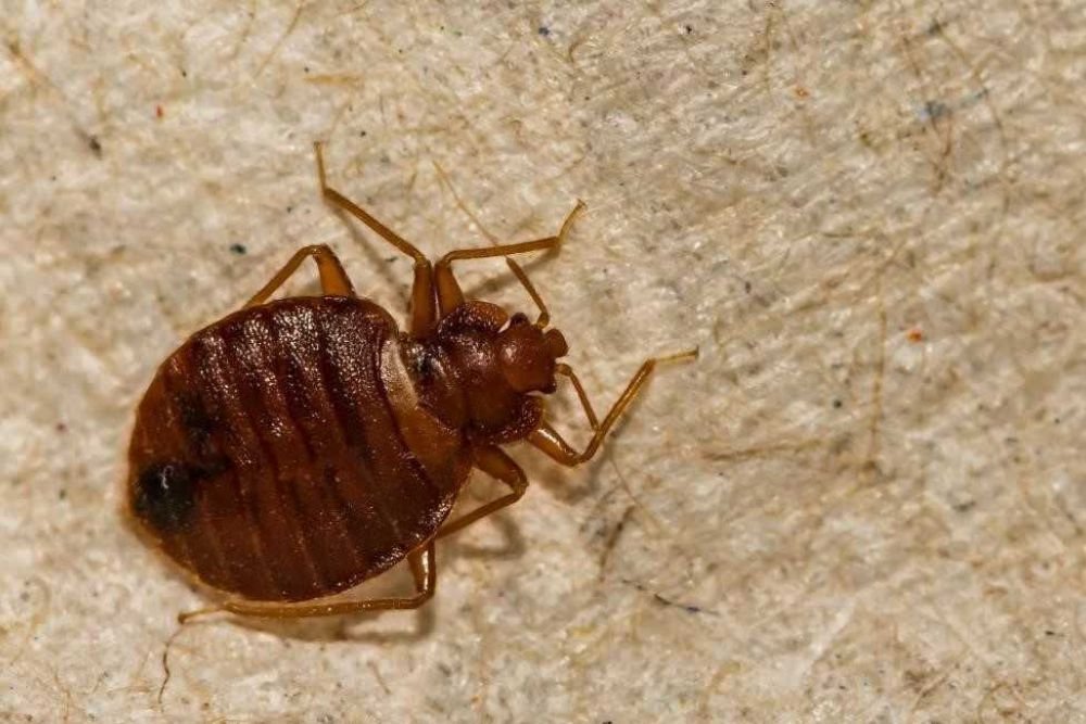 A bed bug resting on a piece of paper, illustrating the need for effective bed bug control services in Las Vegas, NV.