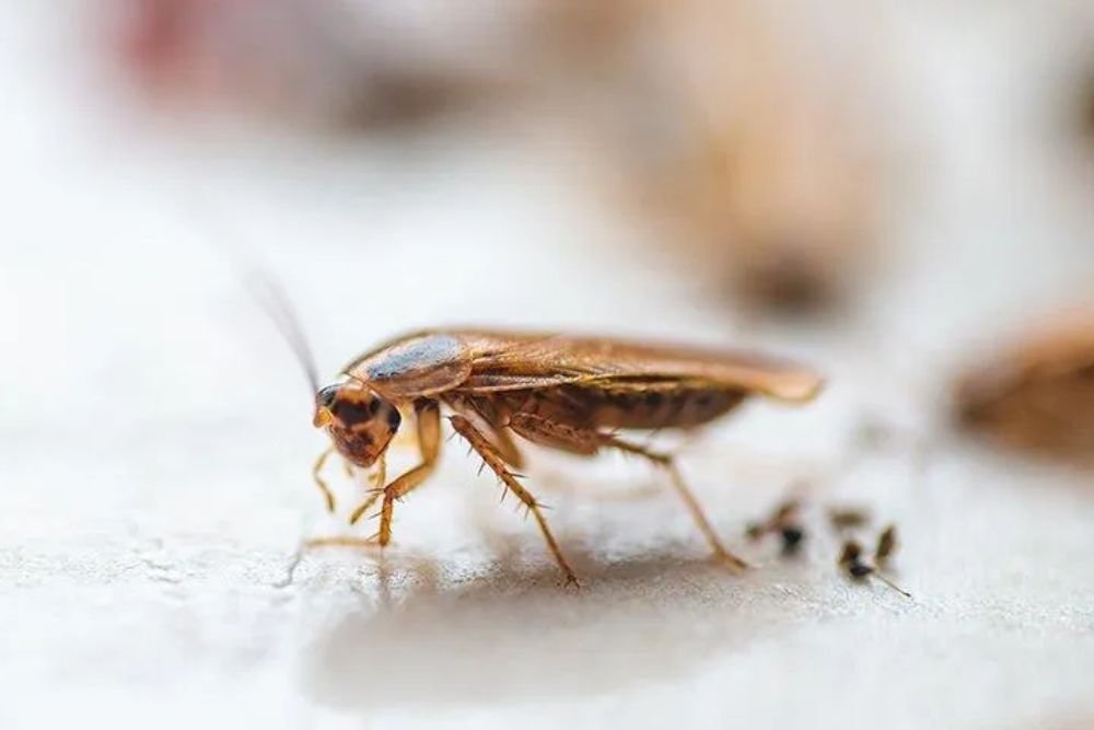 A close-up image of a cockroach on a white surface, illustrating its characteristics, associated with pest control in Las Vegas, NV.