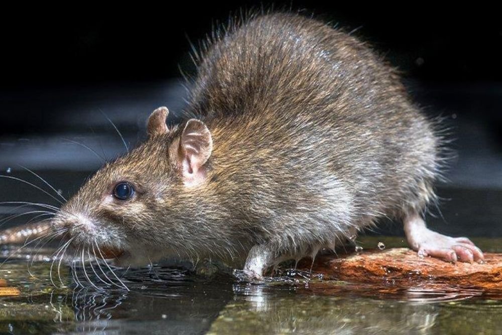 A rat perched on a rock in water, emphasizing the importance of rodent control services in Las Vegas, NV.