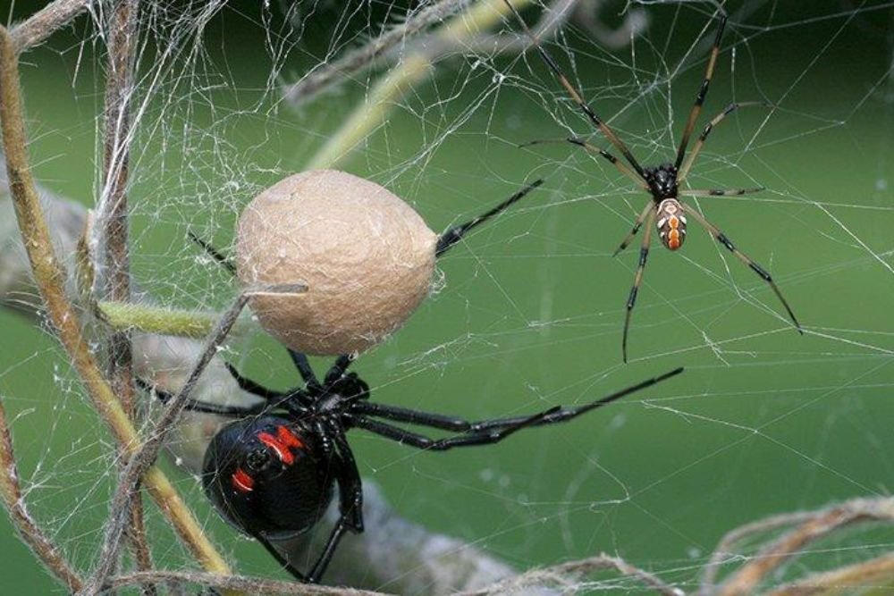 A black widow spider with a prominent red spot on its abdomen, illustrating the need for spider control services in Las Vegas, NV.