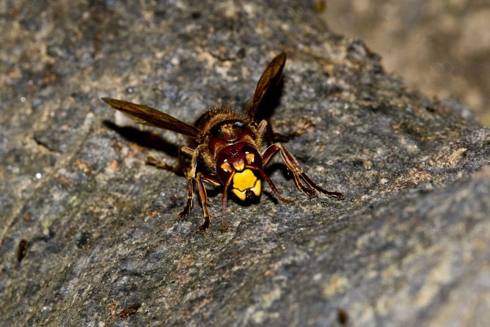 Close-up of a wasp featuring a yellow eye and red eyes, highlighting a stinging control service based in Las Vegas, NV.