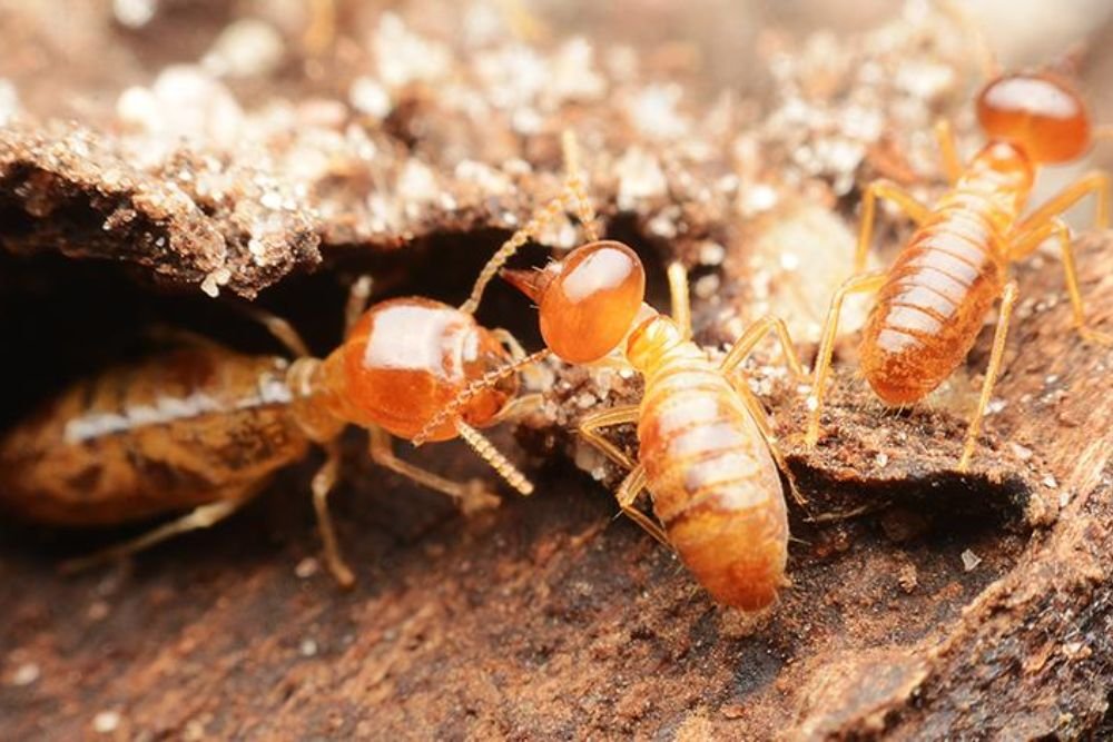 A swarm of termites on wood, illustrating the necessity for effective termite control services in Las Vegas, NV.