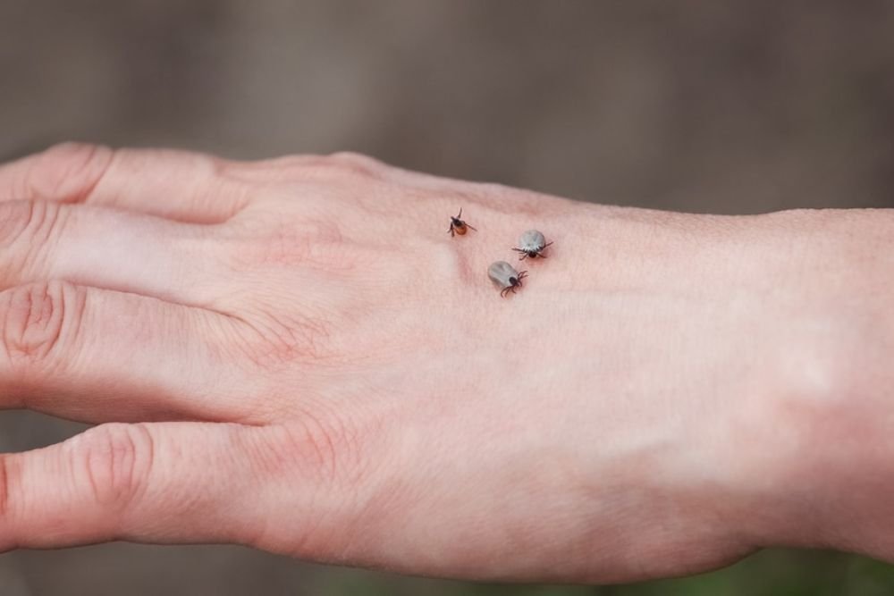 A small bird sits on a person's hand, illustrating the compassionate service of tick and flea control in Las Vegas, NV.